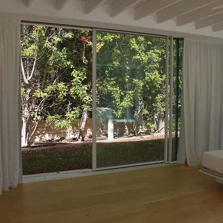 The Olive Tree 普罗塔拉斯