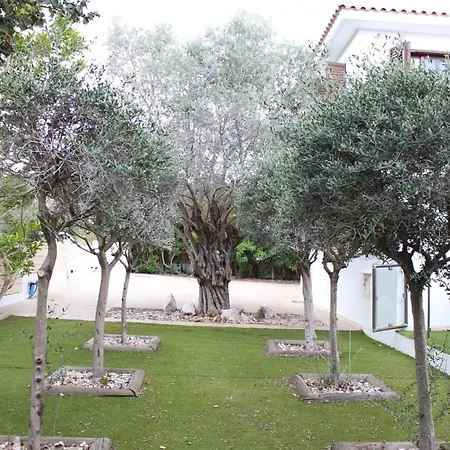The Olive Tree *